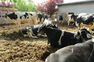 Porodična farma muznih krava Mužlai