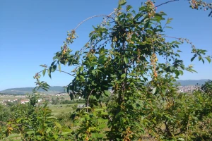 Voće Neše Đokića sa Kosova i Metohije