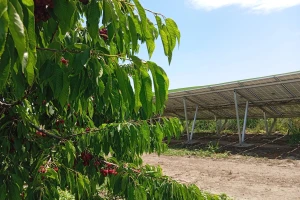 Solarni paneli - navodnjavanje trešanja