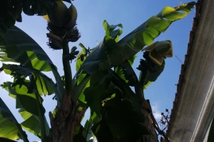Banana u Šumadiji