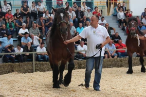 Izložba stoke na sajmu u Gudovcu