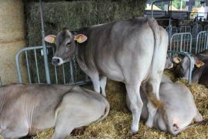 Izložba životinja na sajmu u Gornjoj Radgoni
