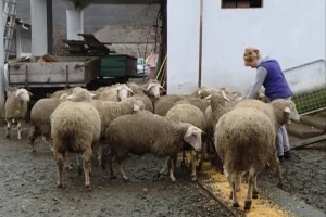 Zadruga jača gazdinstva u Pomoravlju