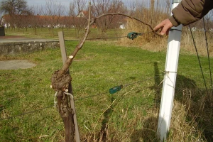 Načini rezidbe i uzgojni oblici u vinogradarstvu