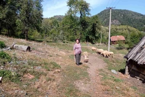 Medvedi u Zlatiborskom okrugu