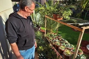 Uzgoj agave