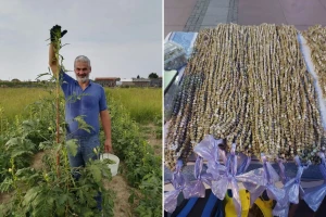 Uzgoj bamije