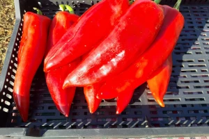 Autohtona paprika roga