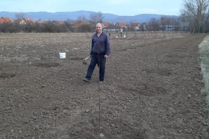 Zasad kruške viljamovke