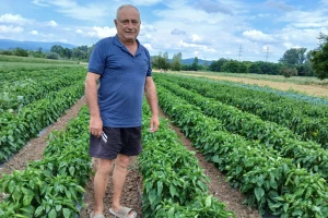 Cake Srđana Janjića u uzgoju paprike: Tajming navodnjavanja