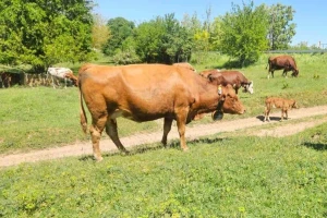 Pametne ogrlice