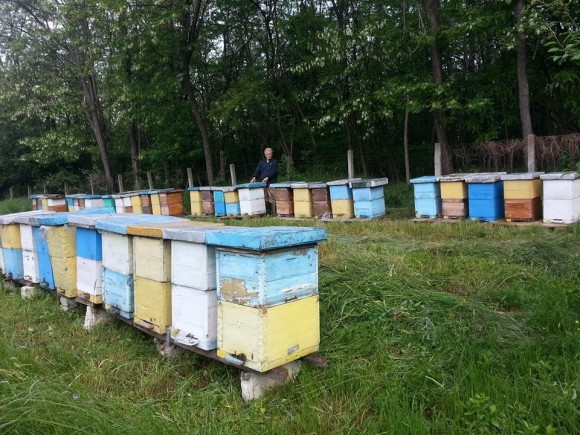 Ko&scaron;nice na Delibatskoj pe&scaron;čari