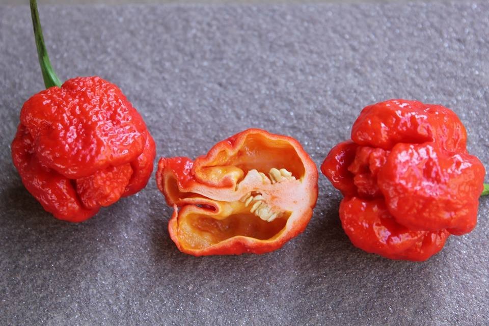 Trinidad papričica