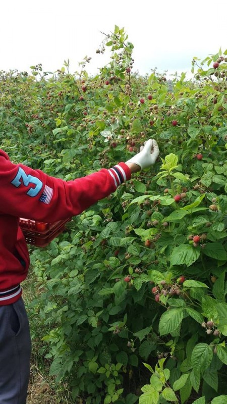 Berba maline