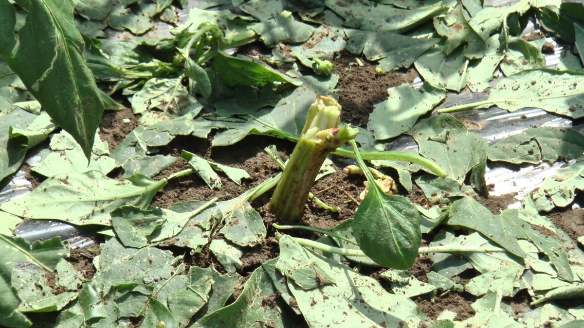Uni&scaron;tena paprika