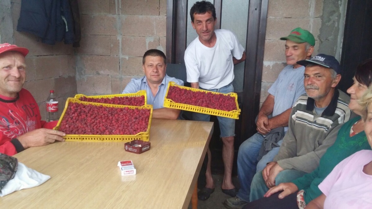 berba maline