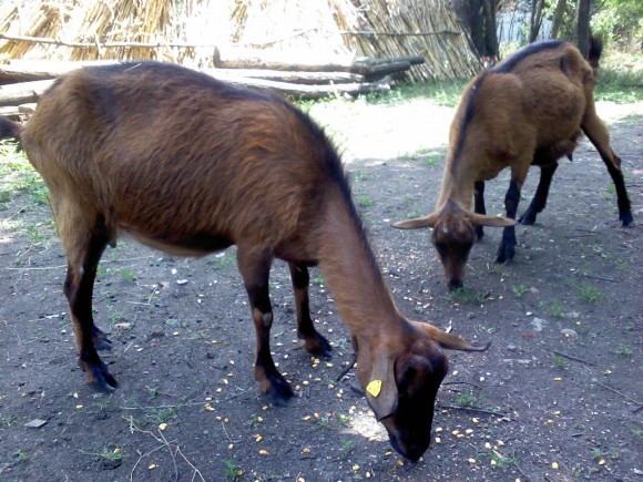 Alpska koza