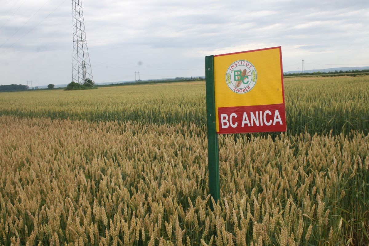 BC Anica