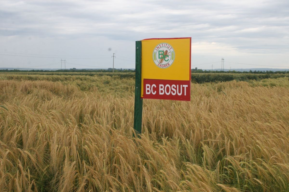 BC Bosut