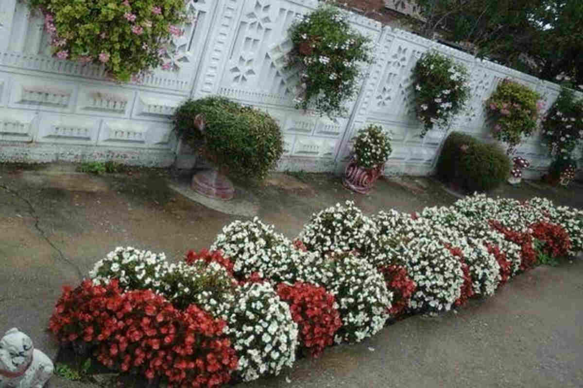 Zdravo cveće