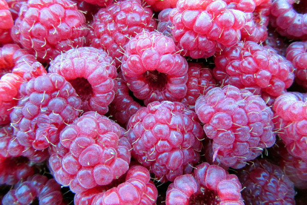 Đorđeve maline