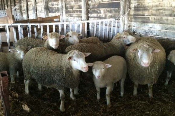 Farma ovaca