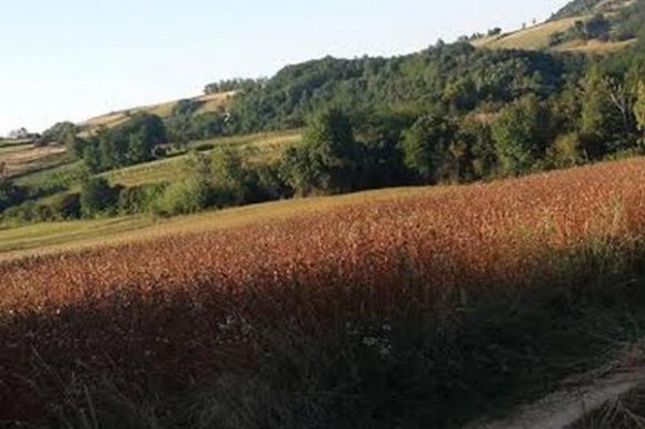 heljda