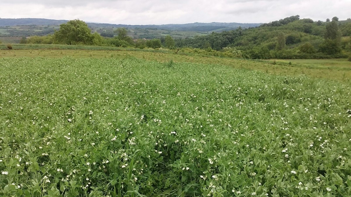 Polje gra&scaron;ka
