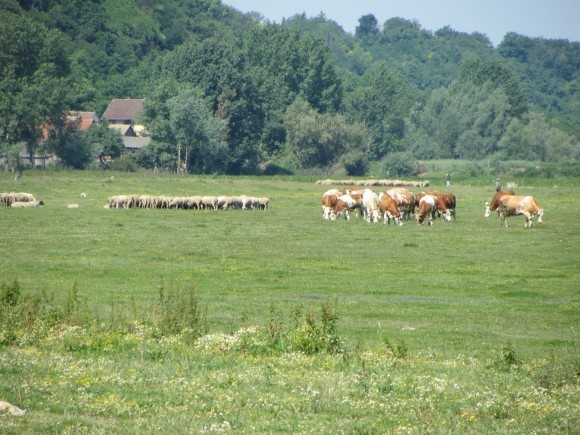 Krave na ispa&scaron;i