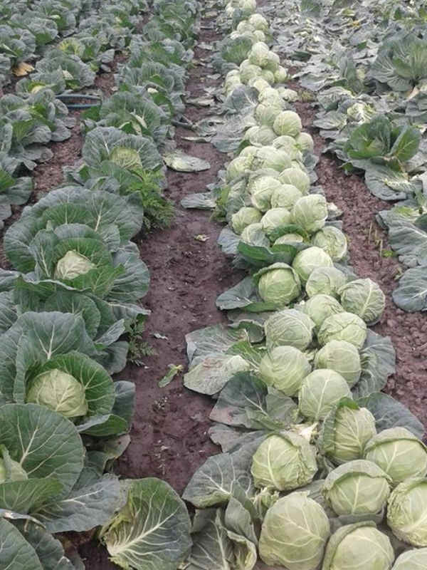Polje kupusa