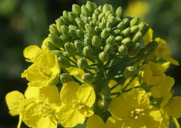 KWS uljana repica
