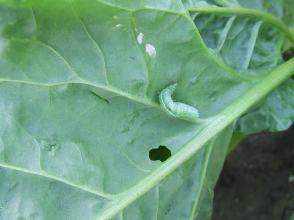 Larva dovice gama