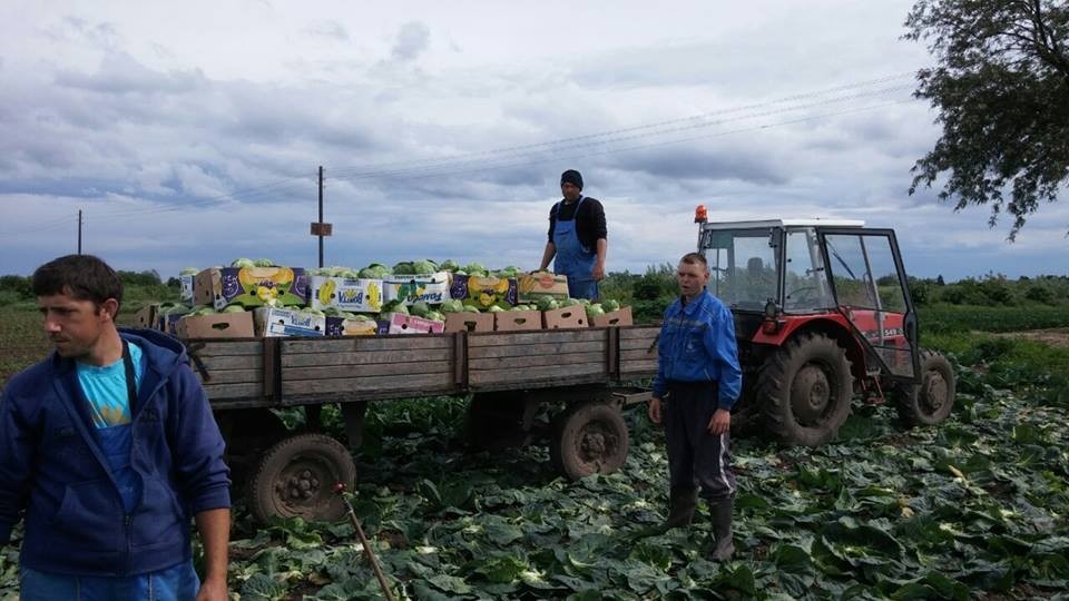 Polje kupusa