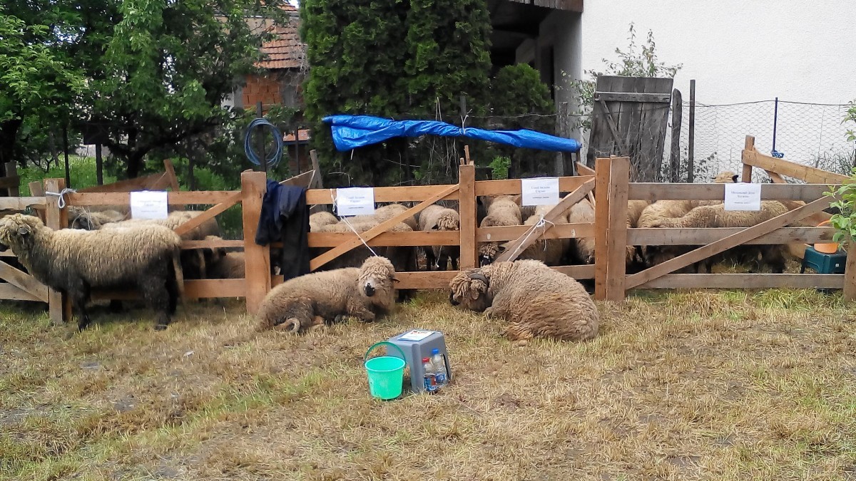 Ovnovi na odmoru