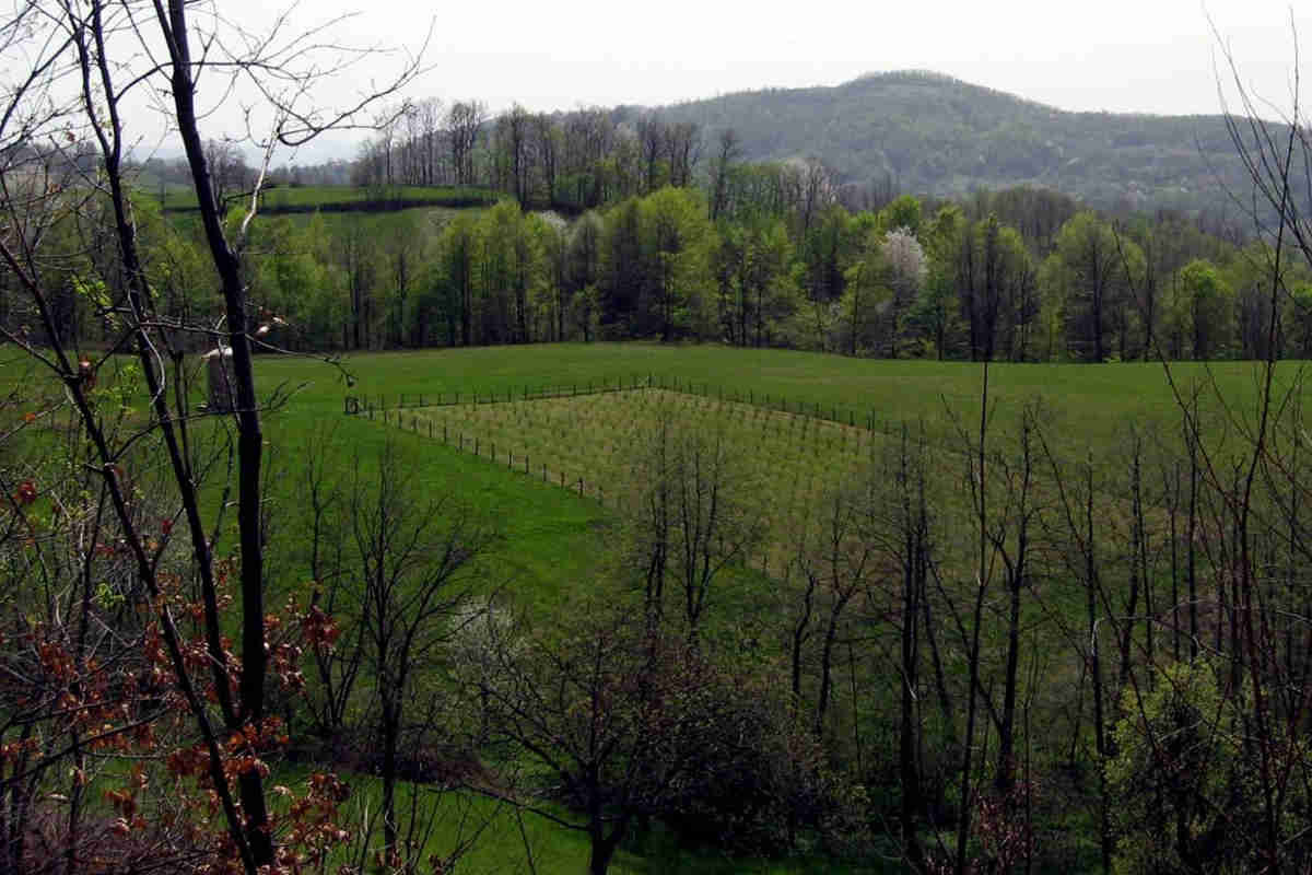 Parcela borovnice