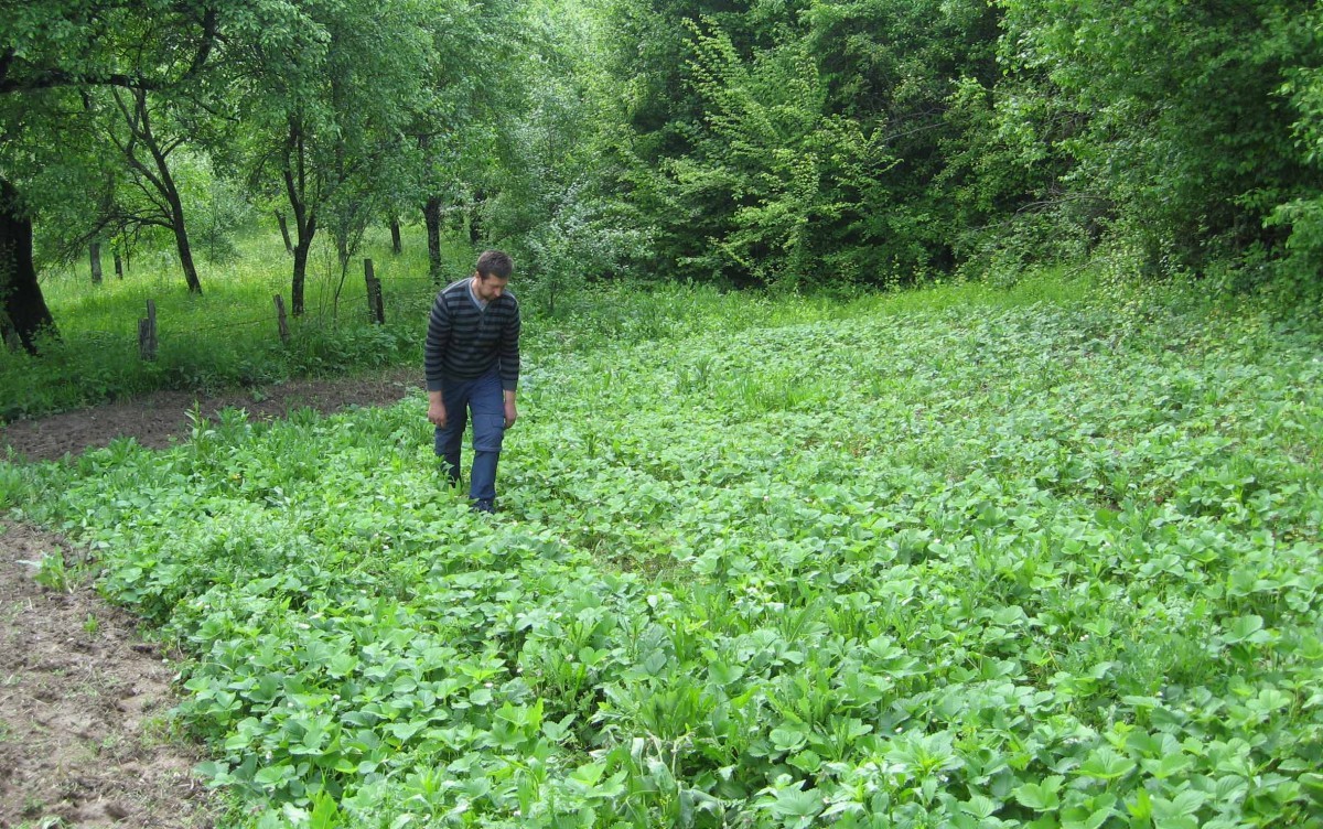 Jagode u &Scaron;umadiji