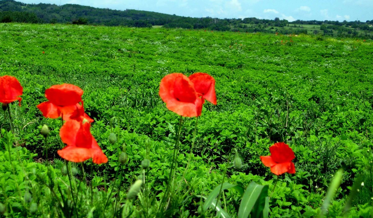 Polje matičnjaka