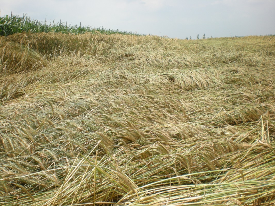 Polegla p&scaron;enica