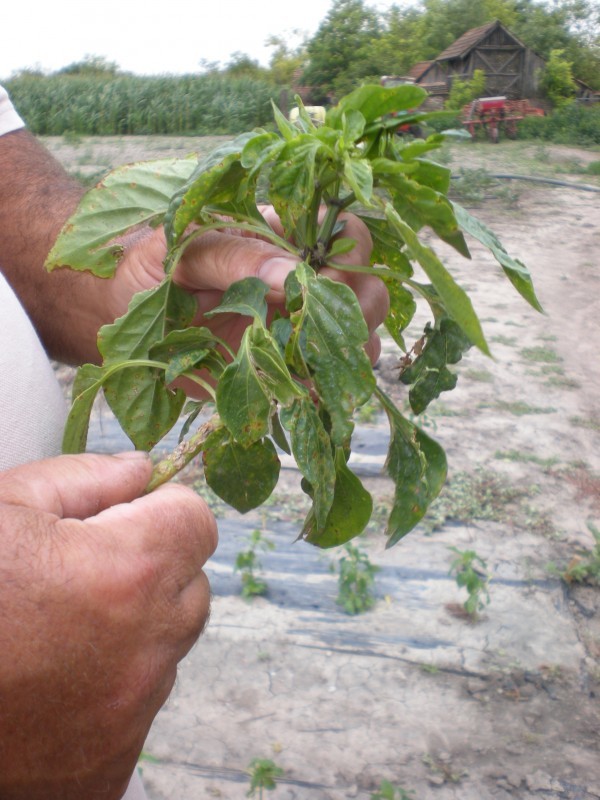 Uni&scaron;tena paprika