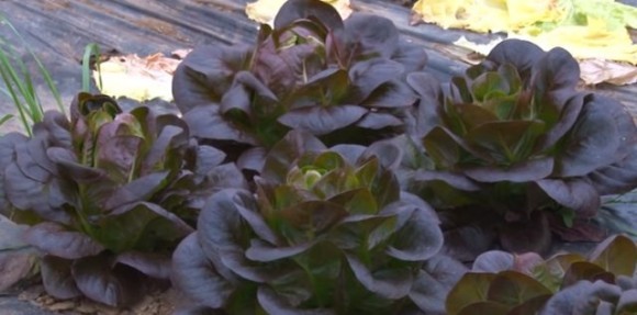 Salata