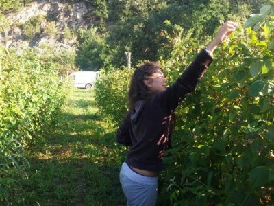 Berba malina u zadruzi "Agro eko voće"