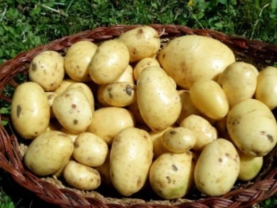 Agrikultura Orlović
