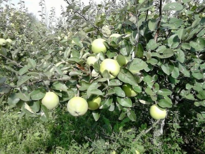 Očekivani rod iz voćnjaka oko 15 tona