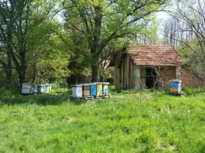 Organsko pčelarstvo