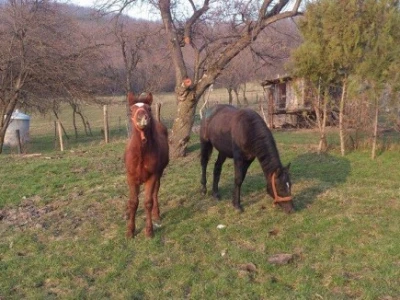 Srđanovi konji