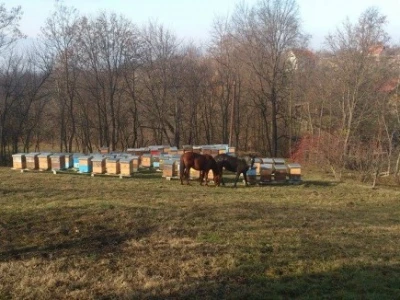 Srđanovi konji