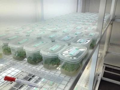 In vitro sadnice - LabPlant