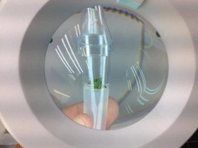 In vitro sadnice - LabPlant