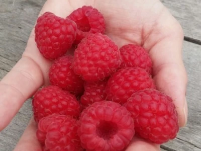 Berba malina u zadruzi "Agro eko voće"