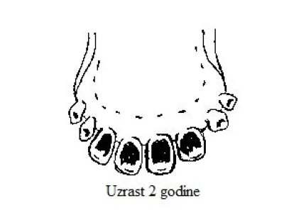 Uzrast otprilike 2 godine (izrasli štipci i sredsrednjaci)
